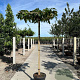 Morus alba 'Fruitless' 20-25 HO container 240 cm stam dakvorm 120