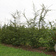 Nothofagus antarctica 6-8 cm 25L beveerd 