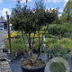 Osmanthus heterophyllus 175-200 cm container meerstammig