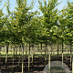 Parrotia persica 'Cherry Tips' 18-20 cm cont. 70L solitair Beveerd