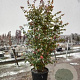 Parrotia persica 'Jodrell Bank' 8-10 cm 25L beveerd 