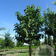 Paulownia tomentosa 'Hulsdonk' 12-14 cm cont. 70L