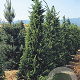 Picea a. 'Cupressina' 200-225 cm cont. 55L extra