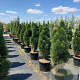 Pinus nigra 'Green Tower' 125-150 cm 35L