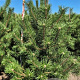 Pinus nigra nigra 175-200 cm draadkluit extra
