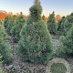 Pinus sylvestris 175-200 cm draadkluit extra