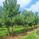 Pinus sylvestris 200-250 cm draadkluit meerstammig