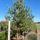 Pinus sylvestris 250-300 cm container meerstammig opgekroond