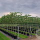 Platanus hispanica 18-20 HO container leiboom