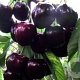 Prunus a. 'Octavia' 8-10 HO 25L