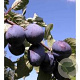 Prunus d. 'President' 8-10 cm 40L