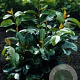 Prunus l. Etna 12-14 cm 45L 225 cm stam