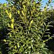 Prunus l. 'Herbergii' 175-200 cm draadkluit extra