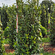 Prunus l. 'Herbergii' 175-200 cm draadkluit extra