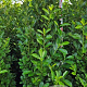 Prunus I. 'Rotundifolia' 200-225 cm draadkluit extra