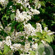 Prunus padus 'Nana' 10-12 cm 35L 225 cm stam