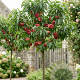 Prunus p. 'Nectarine Dwarf' 10-12 HO 35L