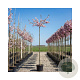 Prunus subh. 'Autumnalis Rosea' 10-12 cm 20L 180 cm stam