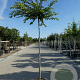 Prunus subh. 'Autumnalis Rosea' 10-12 cm 20L 180 cm stam