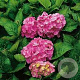 Hydrangea m. 'Hamburg' GM 3,0L leverbaar