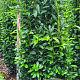 Prunus l. Genolia 200-225 cm draadkluit extra