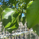 Pyrus calleryana 'Chanticleer' 10-12 HO container