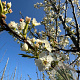 Pyrus calleryana 'Chanticleer' 10-12 HO container