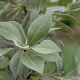 Pyrus nivalis 'Catalia' 12-14 cm cont. 70L 225 cm stam
