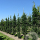 Quercus rob. 'Fastigiate Koster' 8-10 cm 45L beveerd 