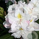 Rhododendron 'Catawbiense Album' 125-150 cm cont. 95L