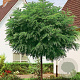 Robinia ps. 'Umbraculifera' 12-14 cm 35L 225 cm stam