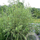 Salix acutifolia 'Pendulifolia' 6-8 cm 35L BEVEERD