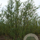Salix fragilis 'Bullata' 8-10 cm 35L 225 cm stam