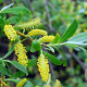 Salix fragilis 14-16 HO 50L