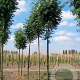 Sorbus auc. 'Fingerprint' 10-12 cm 35L 200 cm stam