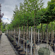 Sorbus auc. 'Wettra' 12-14 HO 35L