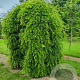 Sophora japonica 'Pendula' 10-12 cm 50L 200 cm stam