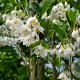 Styrax jap. 'June Snow' 10-12 cm cont. 55L beveerd 