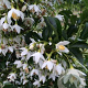 Styrax jap. Snowcone 200-250 cm 20L beveerd 