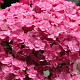Hydrangea m. You&Me Together GM 3,0L leverbaar