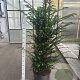 Taxus baccata 150-175 cm 35L