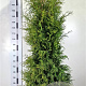 Thuja occ. 'Brabant' 160-180 cm met kluit extra