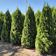 Thuja occ. 'Smaragd' 225-250 cm draadkluit extra