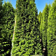 Thuja occ. 'Smaragd' 225-250 cm draadkluit extra
