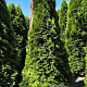 Thuja occ. 'Smaragd' 225-250 cm draadkluit extra
