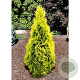 Thuja occ. 'Yellow Ribbon' 120-140 cm met kluit extra