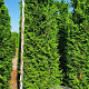 Thuja pl. 'Excelsa' 200-225 cm draadkluit extra