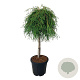 Thuja pl. 'Kager's Beauty' 10-12 cm 45L 180 cm stam