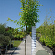 Tilia cordata 'Green Globe' 8-10 cm 35L 225 cm stam