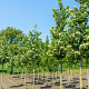 Tilia tomentosa 'Silver Globe' 10-12 cm 35L 225 cm stam